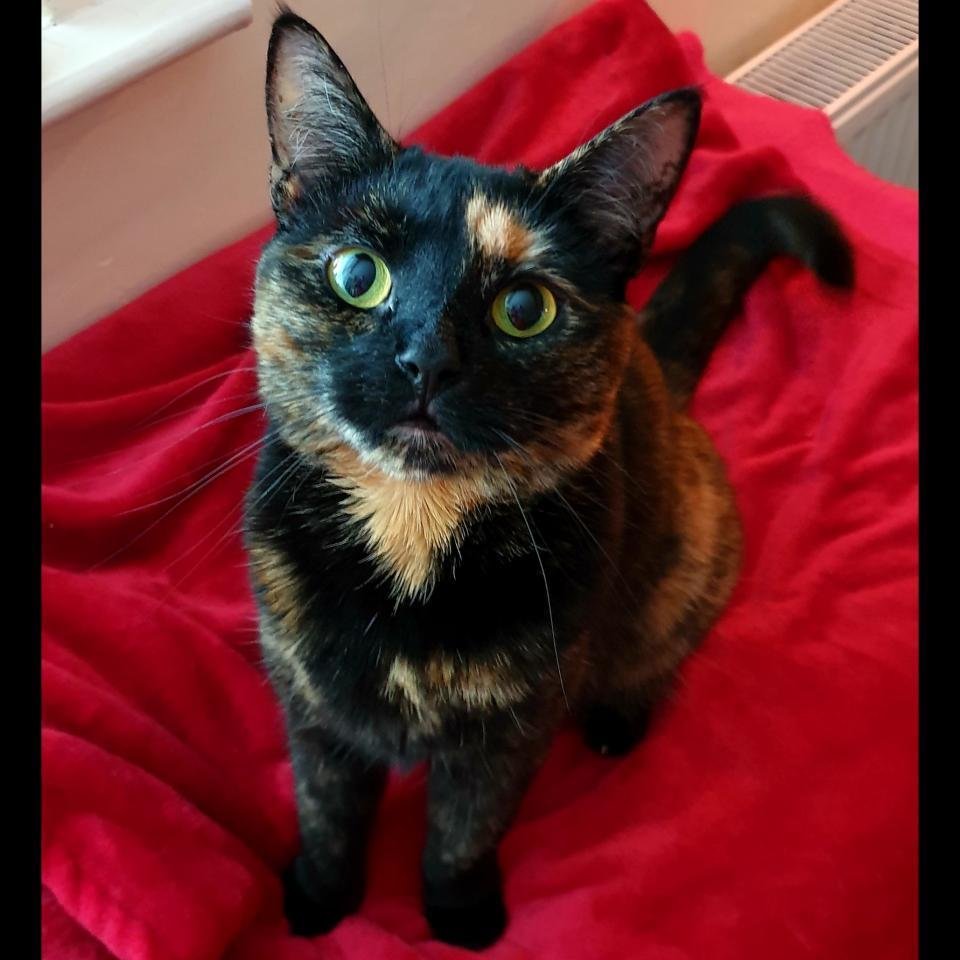PawsitiveTales's tweet photo. Time for a new Pawsitive Tale!! Today's story focuses on Lucy and her beautiful cat, Xena. This is Lucy and Xena's story. 
https://t.co/aT5o343mR0 https://t.co/6qUNxYxOxr