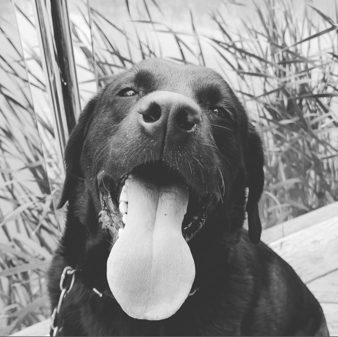 PawsitiveTales's tweet photo. It's almost the weekend! To finish off the week, today's story is about Amanda and her lovely doggo, Arlo. This is Amanda and Arlo's story. 
https://t.co/PrXB0jlJw7 https://t.co/2od79dFRHz