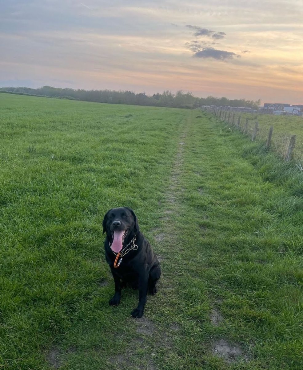 PawsitiveTales's tweet photo. It's almost the weekend! To finish off the week, today's story is about Amanda and her lovely doggo, Arlo. This is Amanda and Arlo's story. 
https://t.co/PrXB0jlJw7 https://t.co/2od79dFRHz