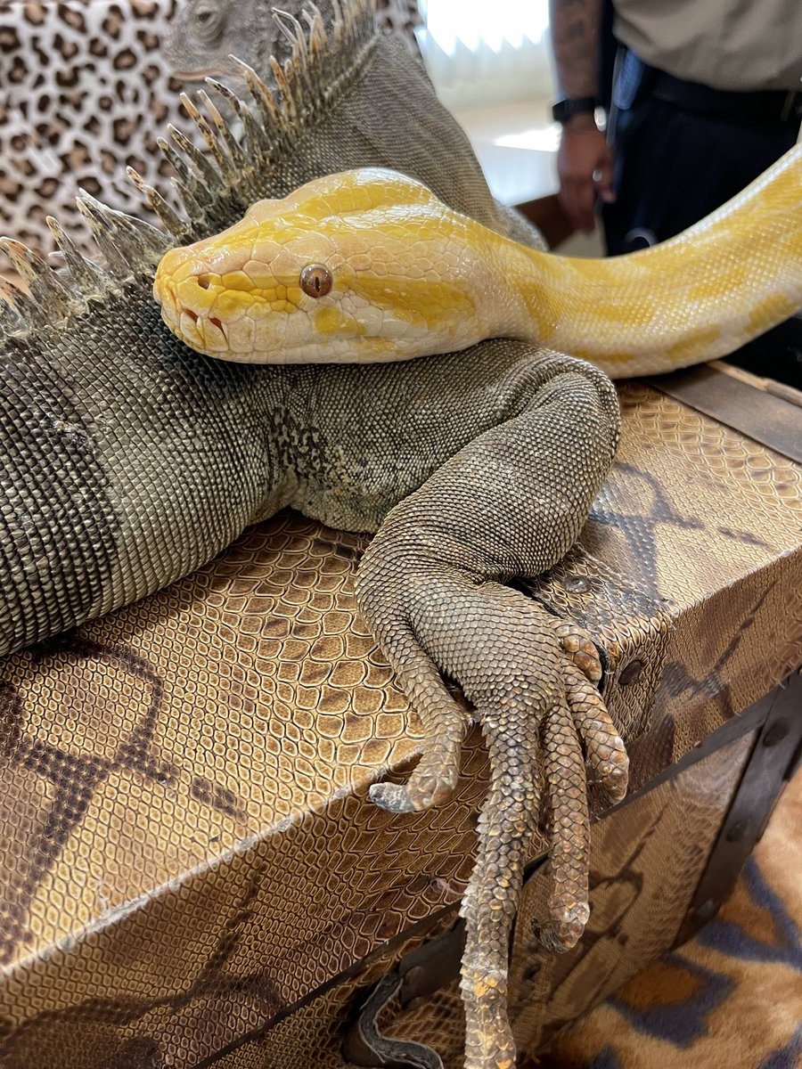 DJZibaZ's tweet photo. #SNAKESINALIBRARY π π https://t.co/vmw4jqV3CK