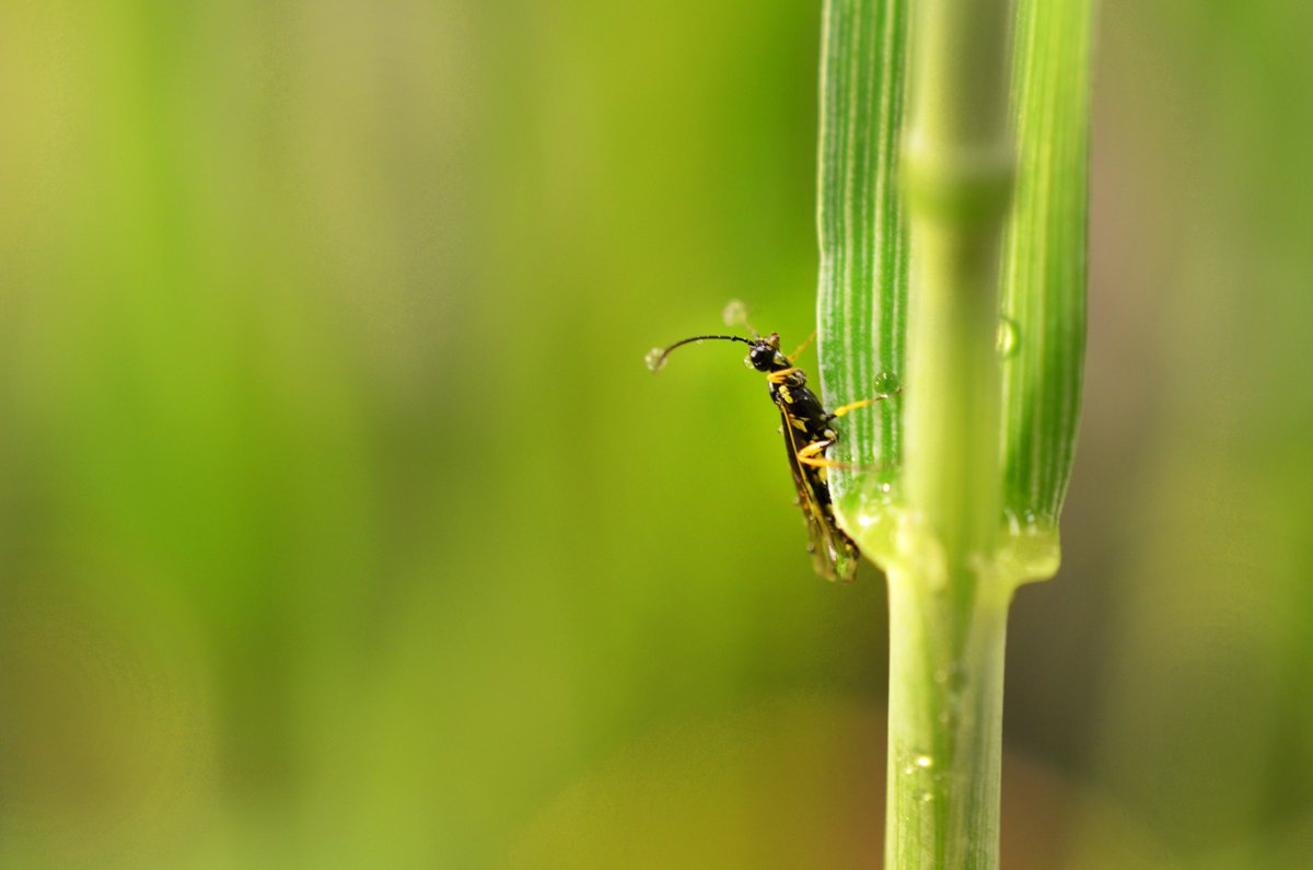 TravelngBugGirl's tweet photo. @WheatTrials @coloradowheat @NachappaPunya Here is one we submitted to a journal to try and be on the cover. We sprayed her with water to try and make her look majestic. Photo credit: Kelsey Dawson https://t.co/M5NN8qBSDO