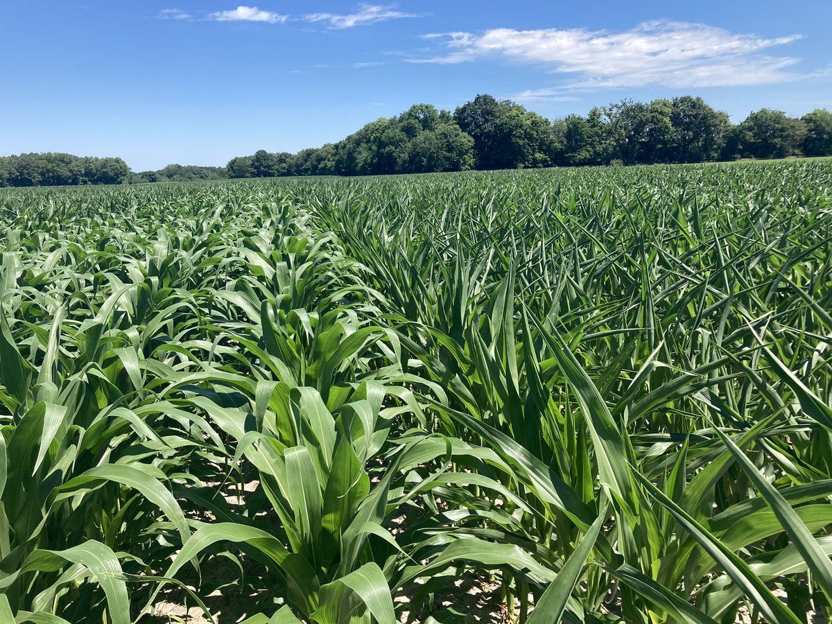 Devin Nichols tweet media