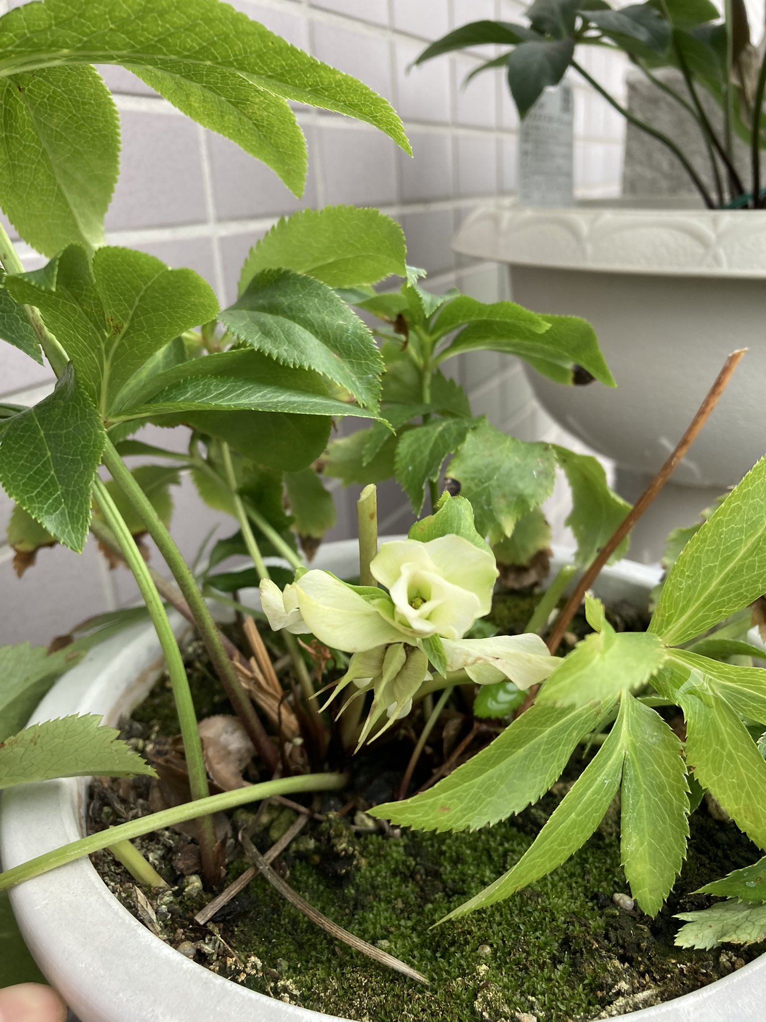 ふんわり えー なことがありました クリスマスローズが咲きました この鉢 去年のクリスマス前にも白い花 が 本来の季節にはワインレッドなのにです そして今また白い花が レモンの枝から蕾が出てきました レモンの切った枝を鉢に挿してみたのですが