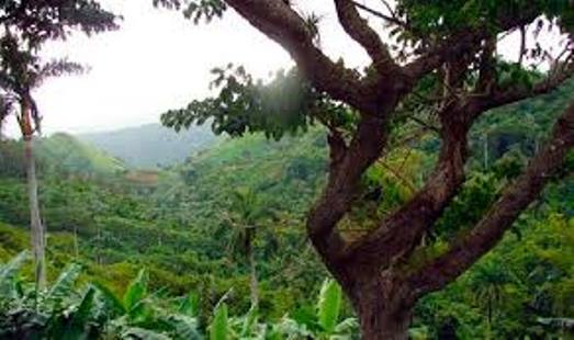 Empresa Agroforestal Matanzas (@agrofor2empresa) on Twitter photo 