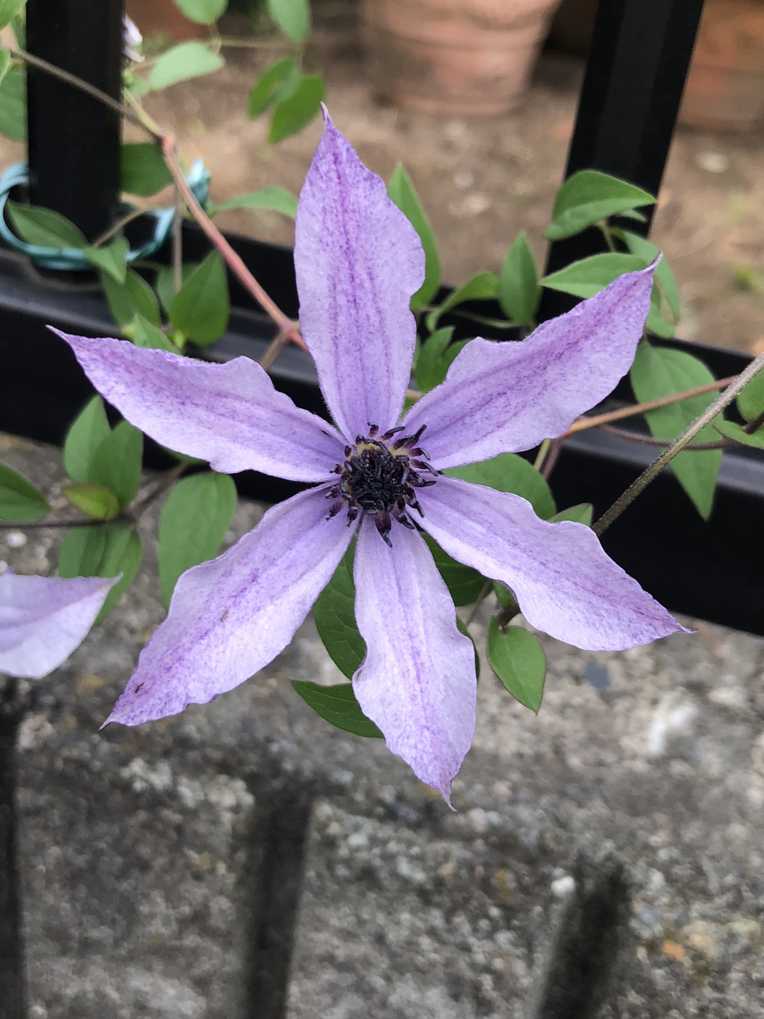 Sapph おはようございます 南風が蒸し暑い金曜日 日差しも強いですね クレマチス 流星 6花弁の花 が咲きました 相変わらず花径が6cmと小さいですが 美しさは群を抜いています ガザニア ビースト シルバーフォックス 黄色からクリーム色の