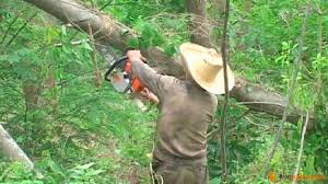 Empresa Agroforestal Matanzas (@agrofor2empresa) on Twitter photo 