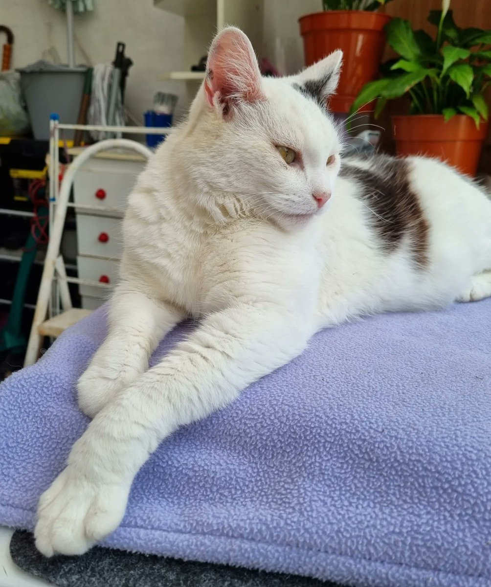 ScaredyCatCW's tweet photo. It was another hot day here in #London #SW19 ... +27 C 🌞 ... I was chillin' in the shade on my favourite spot on top the tumble dryer ... ⛱️😺 #Cat #CatsOfTwitter #Scaredy https://t.co/Uo6p22Ue7Y