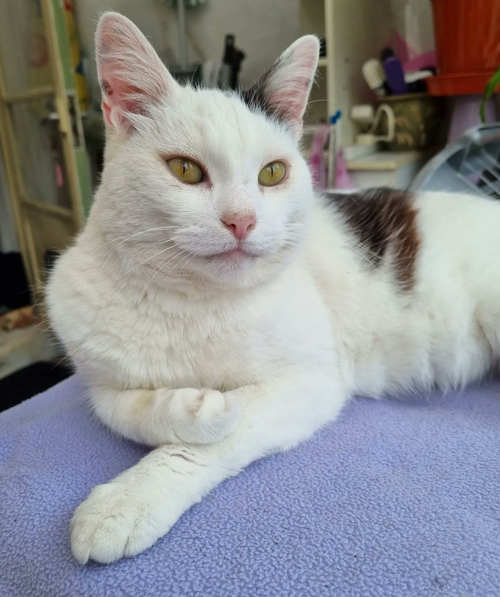 ScaredyCatCW's tweet photo. It was another hot day here in #London #SW19 ... +27 C 🌞 ... I was chillin' in the shade on my favourite spot on top the tumble dryer ... ⛱️😺 #Cat #CatsOfTwitter #Scaredy https://t.co/Uo6p22Ue7Y