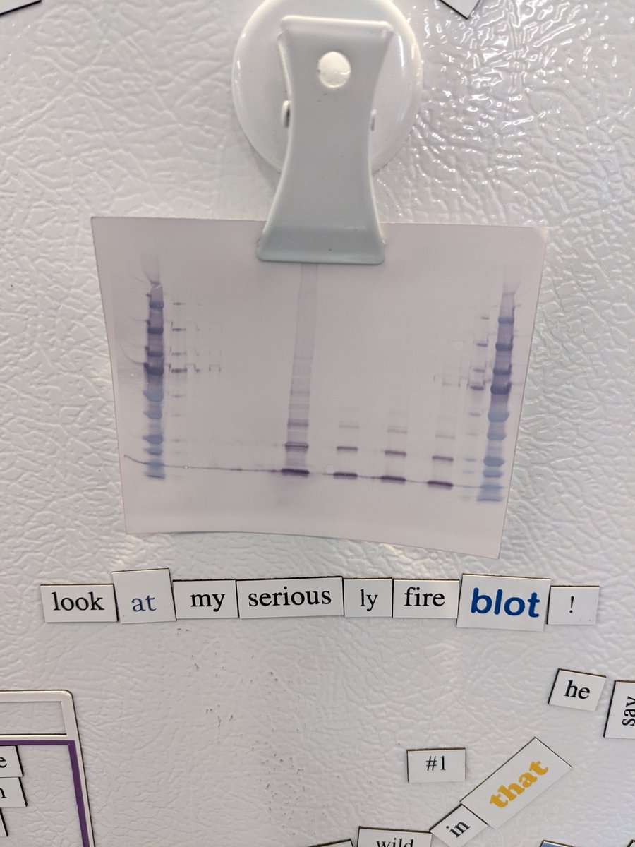 BanksLabAtBates's tweet photo. Artwork in our lab goes on the fridge just like kindergarten π©π½βπ«β€οΈπ©π½βπ¬#FromtheFridge #MicrobeSquad https://t.co/s23seGUcLx