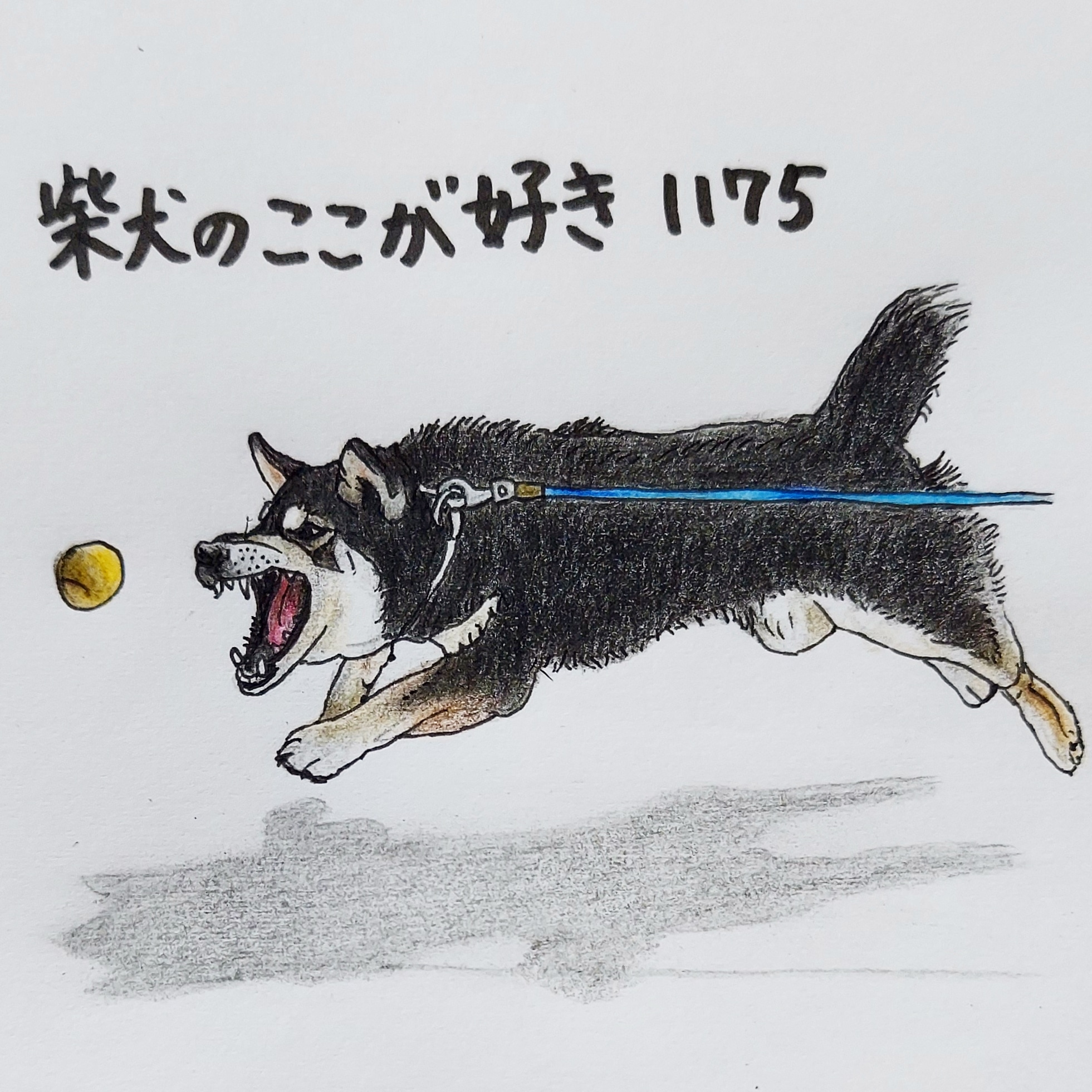 ここ柴 Kokoshibamariko Twitter
