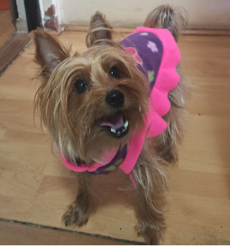 SplitcitoAndres's tweet photo. @lahoradejugarcl Mi #amigofiel se llama Kassy, una perrita preciosa y la más flojita de la casa, 2 añitos tiene y la amamos con todo el corazon https://t.co/c9e5auiyR1