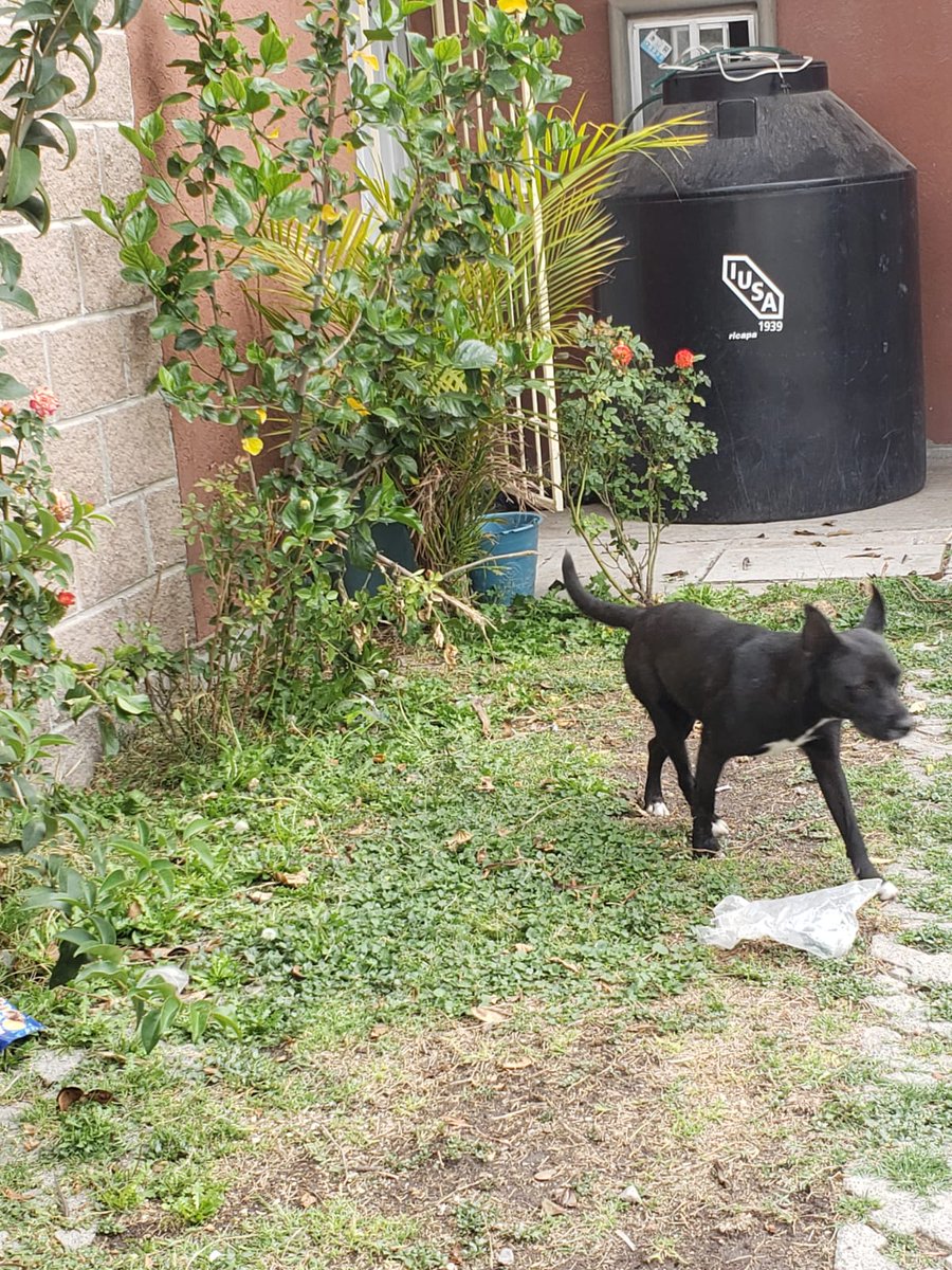 EuridiceAckerm1's tweet photo. SE BUSCAN PADRINOS Y MADRINAS PARA ESTERILIZACIONES DE LOMITAS EN SITUACIÓN DE CALLE,YA LAS TENGO BAJO RESGUARDO,LA CAMPAÑA ES EL SÁBADO ME COBRAN $450 POR LOMITA,ESTARE VENDIENDO REBANADAS DE PASTEL PARA CUBRIR LOS GASTOS SI ALGUIEN GUSTA APOYAR LO AGRADECERÉ INFINITAMENTE🐾🙏🏻🎗 https://t.co/uNDCGR5Pzu