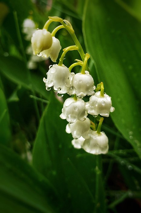 LacanneSue's tweet photo. New artwork for sale! - "Lovely Lily" - https://t.co/W8Jf9965kE @fineartamerica https://t.co/h5LRZKpwFy
