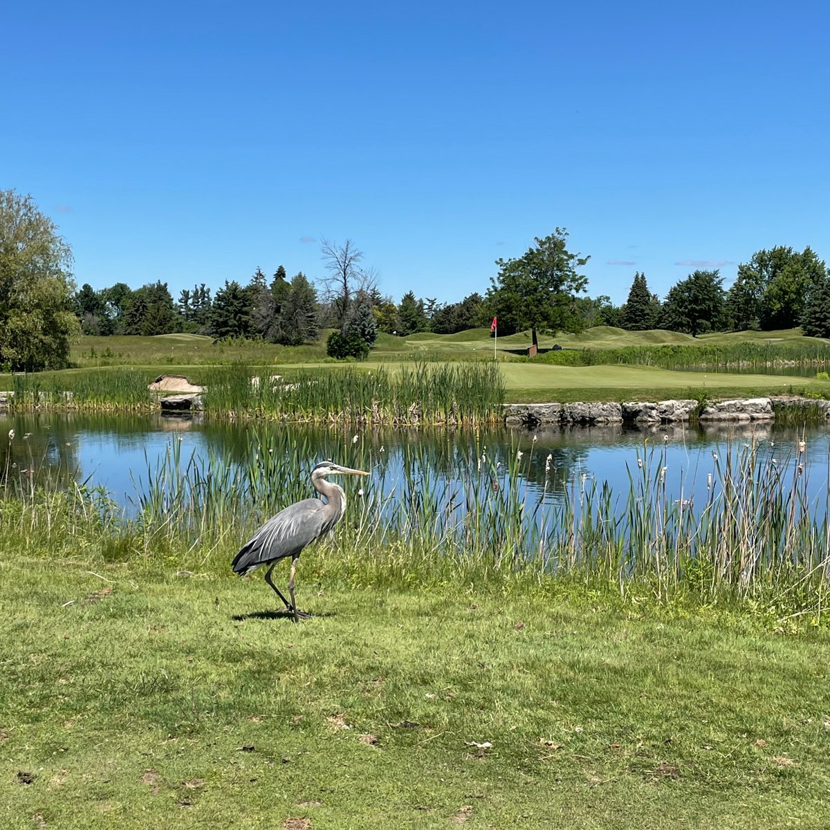 The only birdie we saw today. Do you know what type of bird this is? 

📍@lionheadgolfclub