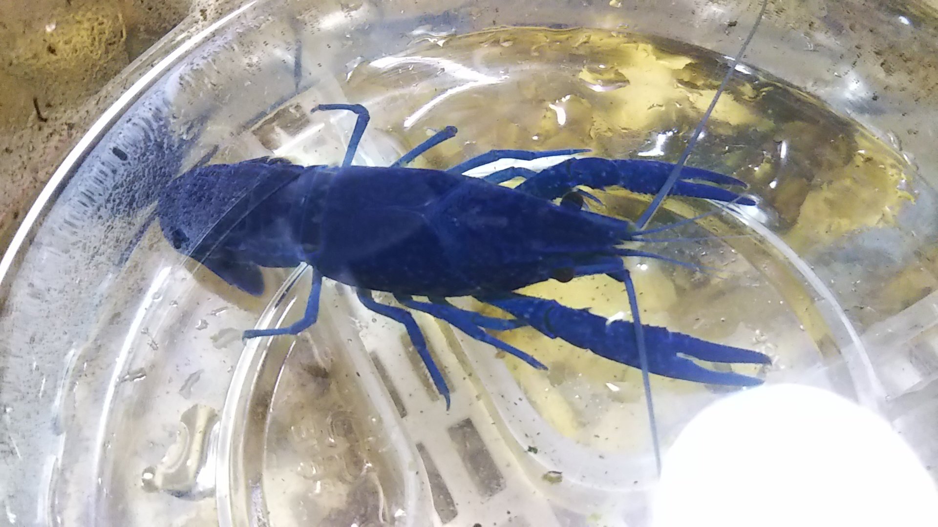 ザりガニパンチ 10 23bo大阪出展 いい色を維持してる ハサミは細いけどアナカリス盛り盛り水槽で黒くなってないのがポイント 青ザリガニ アメリカザリガニ ザリガニ Zphmn T Co Tzyizajg0j Twitter