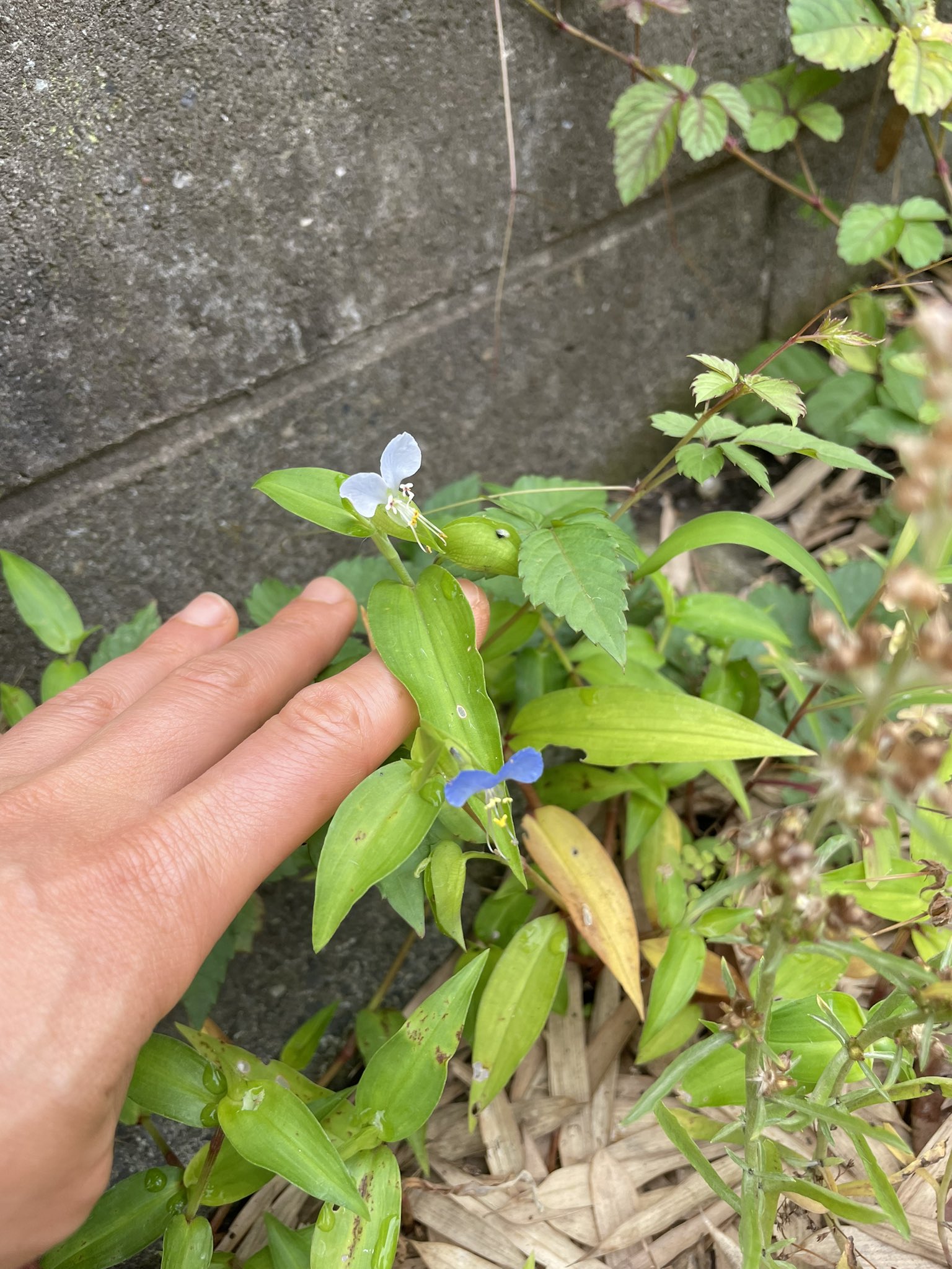 鈴木えりん En Suzu Twitter