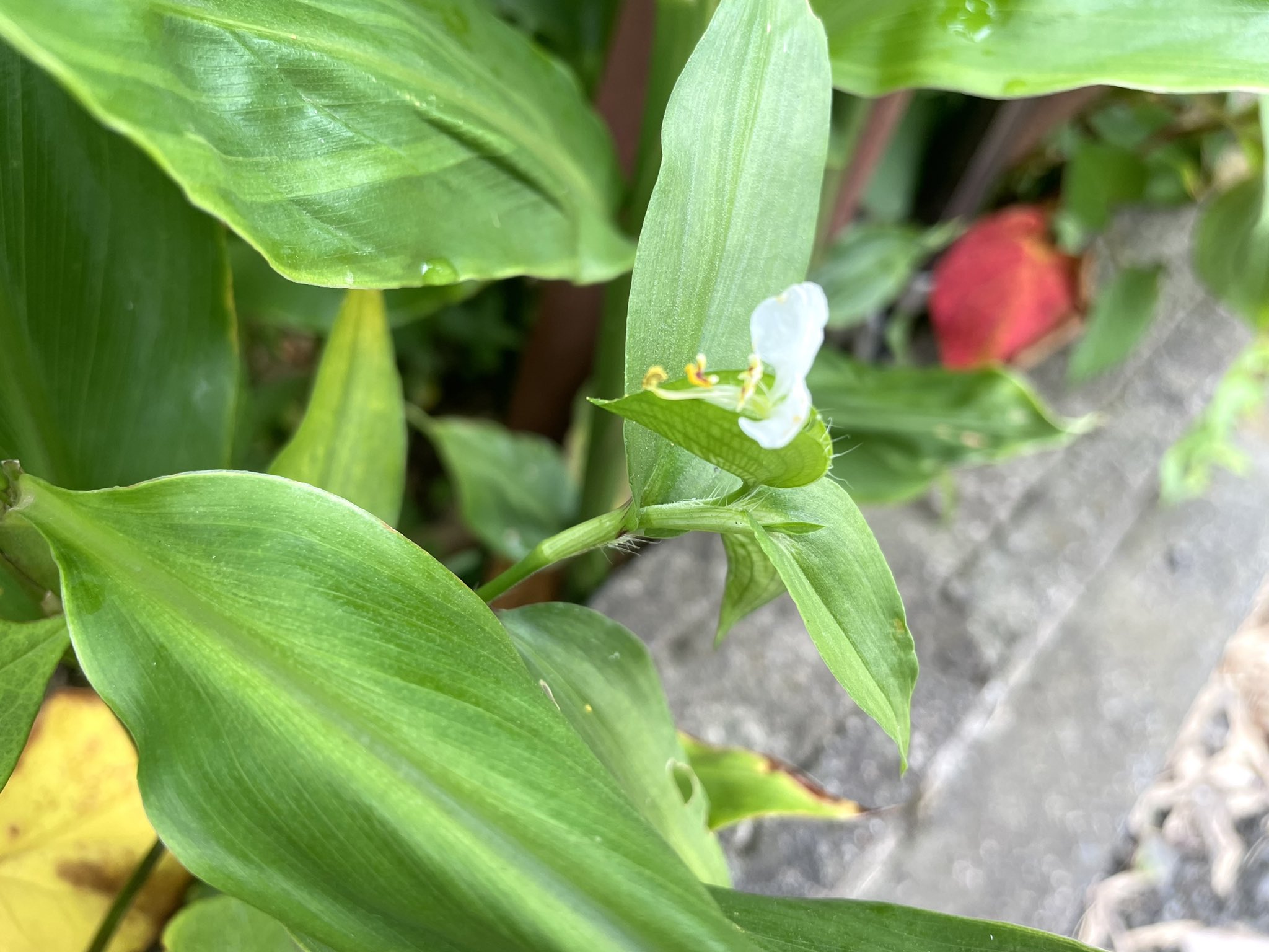 鈴木えりん En Suzu Twitter