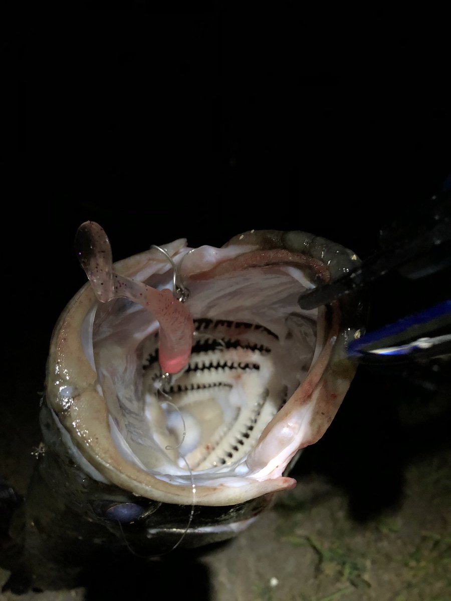 AO39263425's tweet photo. ジョルティズム宣言!
カメラ持たずに行ったら釣れた72cm🤣
数回のボトムパンピング後にフワーッと浮かせたらドンと来ました🐈
#ゆるく釣ります
#ジョルティ
#シーバス
#Blue_Blue https://t.co/BBpjwDhxim