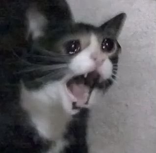 buttonskinnie's tweet photo. I have been enlightened… Izzy hands might be, in fact, a meow meow #ofmd #Izzyhands https://t.co/MzsrjtXZJ7