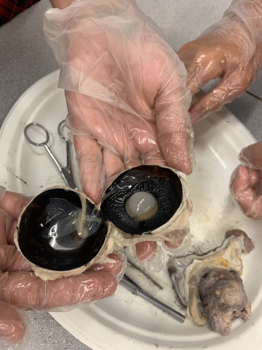 RosedaleCBE's tweet photo. What’s the best way to know how something works? … take it apart and look inside. Our 8s had the chance to dissect sheep and horse eyes to see how each part work together. #yycbe #wearecbe #edchat #sciencechat https://t.co/2tvI7TChoZ