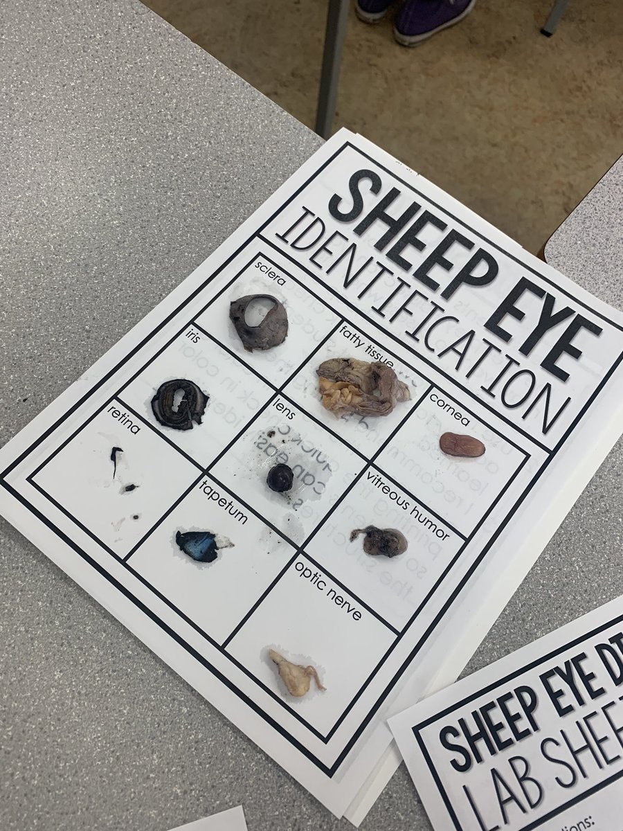 RosedaleCBE's tweet photo. What’s the best way to know how something works? … take it apart and look inside. Our 8s had the chance to dissect sheep and horse eyes to see how each part work together. #yycbe #wearecbe #edchat #sciencechat https://t.co/2tvI7TChoZ