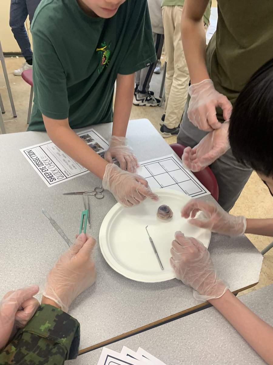RosedaleCBE's tweet photo. What’s the best way to know how something works? … take it apart and look inside. Our 8s had the chance to dissect sheep and horse eyes to see how each part work together. #yycbe #wearecbe #edchat #sciencechat https://t.co/2tvI7TChoZ
