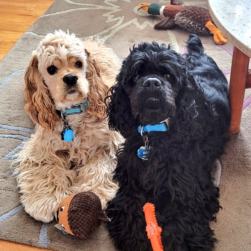 thecockerbros's tweet image. #NewProfilePic