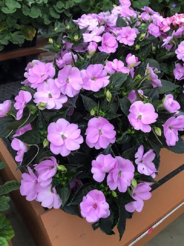 Wallish Greenhouses tweet media