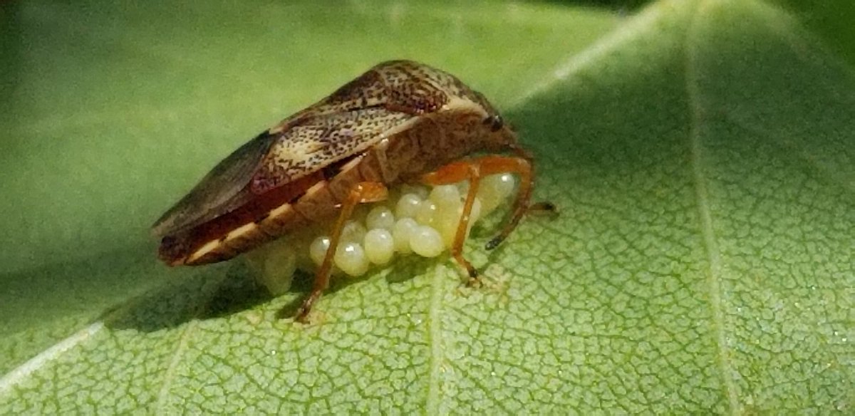 I got this perfect shot of a Shield bug guarding her eggs on a birch leaf in my garden today. I saw her two days ago - she hasn't moved. I just think Nature's awesome.