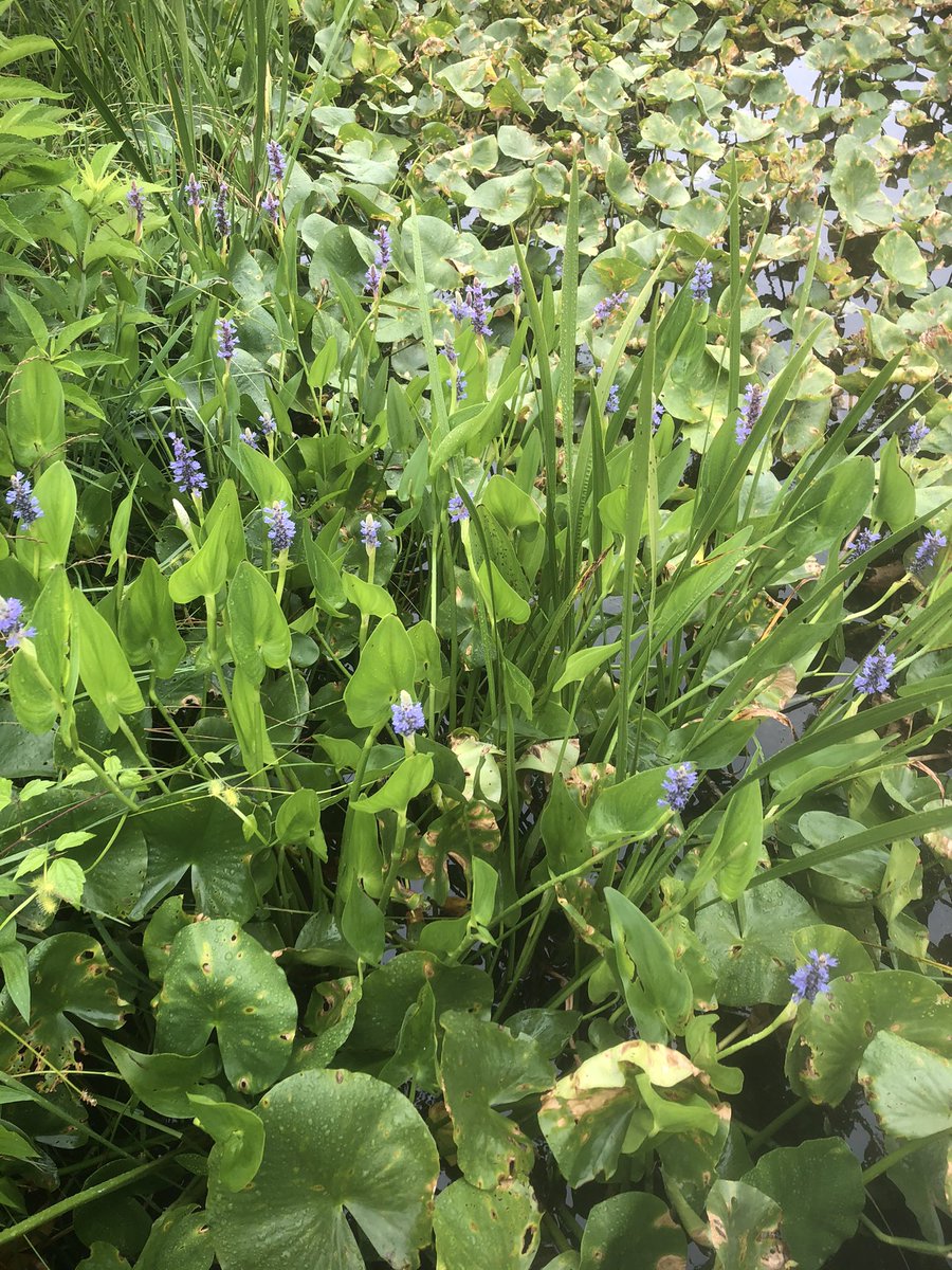 CCPSESOLTeam tweet media