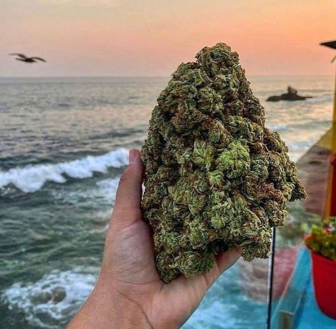 Nada como un manojo de cogollos y el atardecer