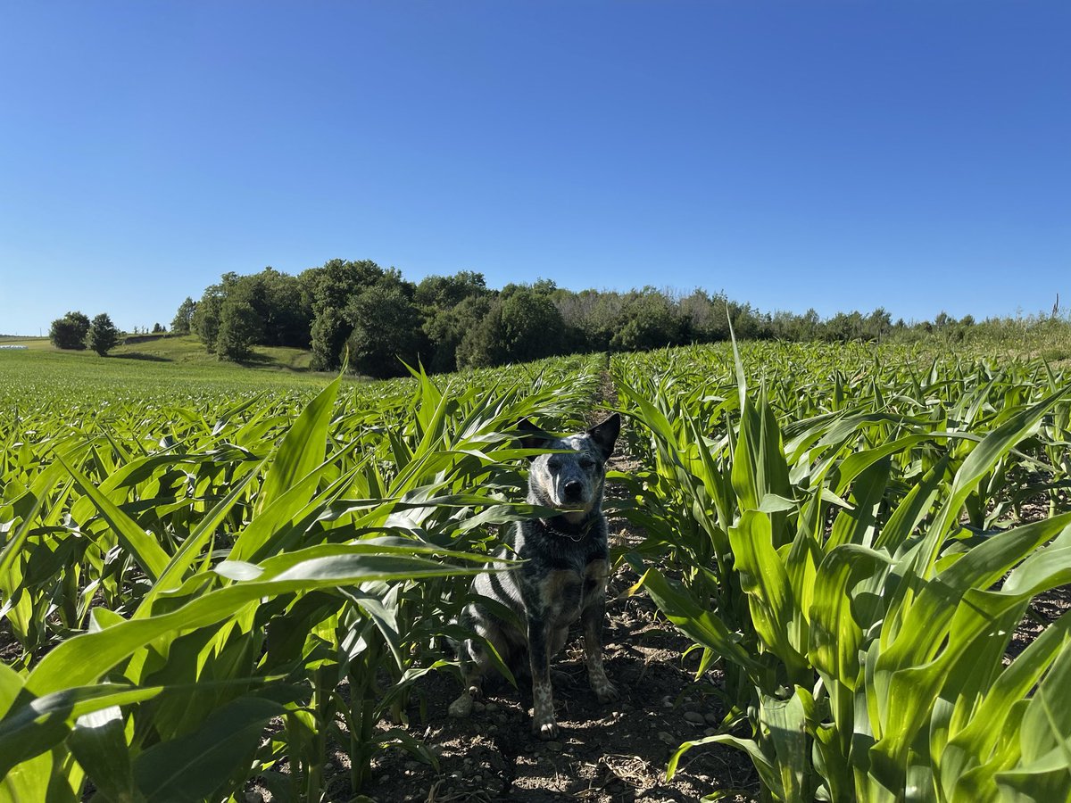 Buddy checking the corn🌽#blueheeler #southbruce #corn