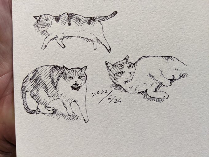 近所猫を カキカキ。 