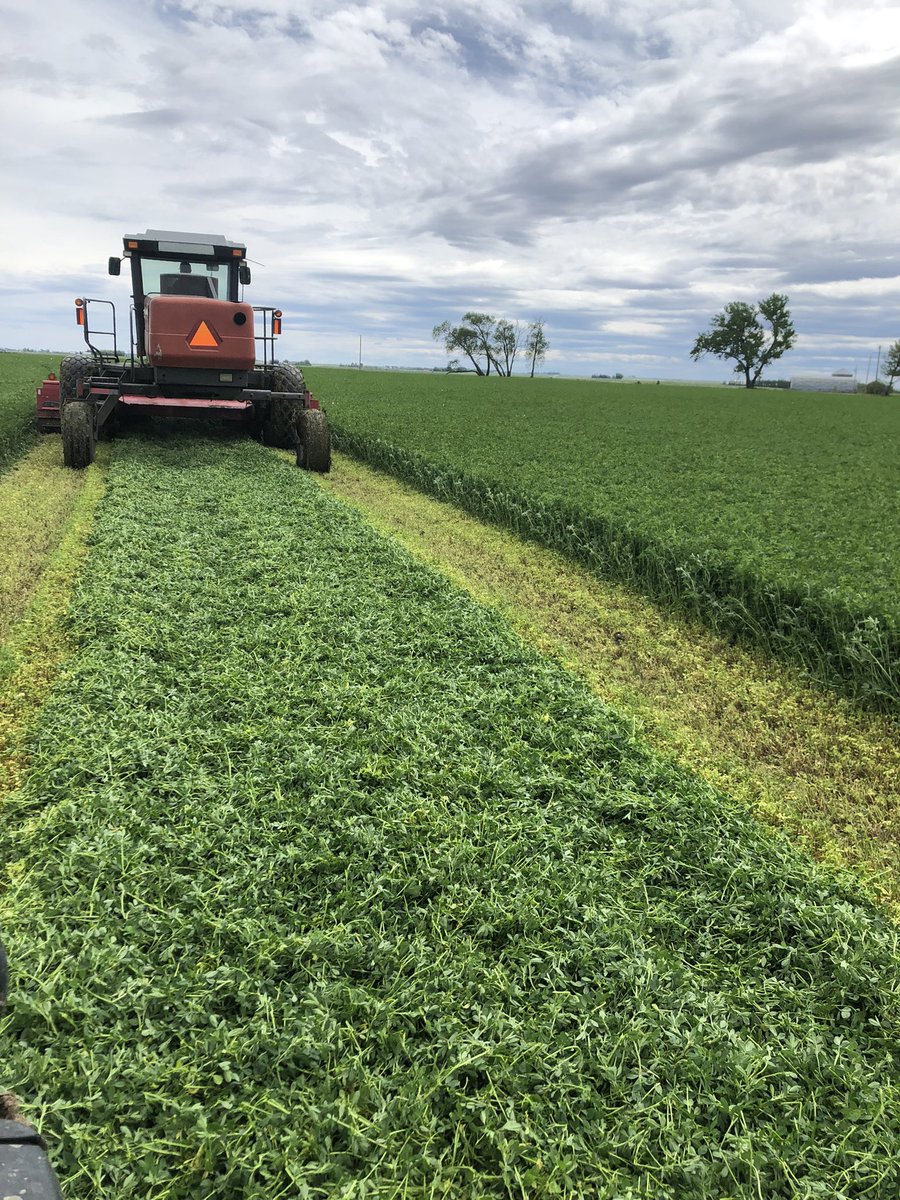 Gotta love that first cut of Alfalfa!!!
Left the field and I miss the smell already 🙌🏿 #alfalfa #farmfresh