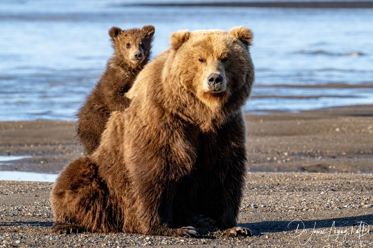 DrLoging's tweet image. Momma, can I have a ride? Cutest little Alaskan Coastal Grizzly bear cub and his momma!! #bear #alaska #cub #findthebeauty #inspireothers