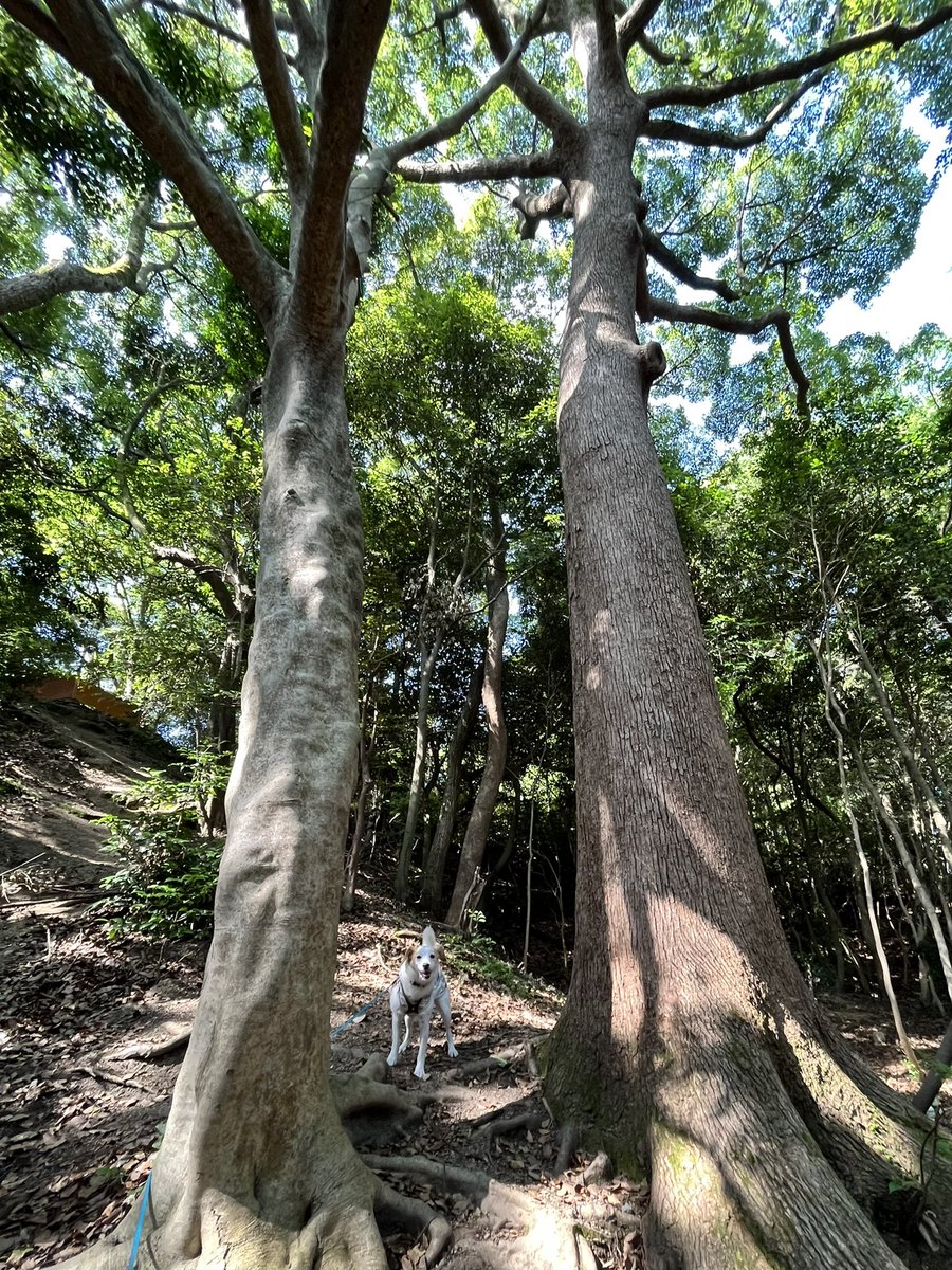 すずしいー！🌳🍃✨