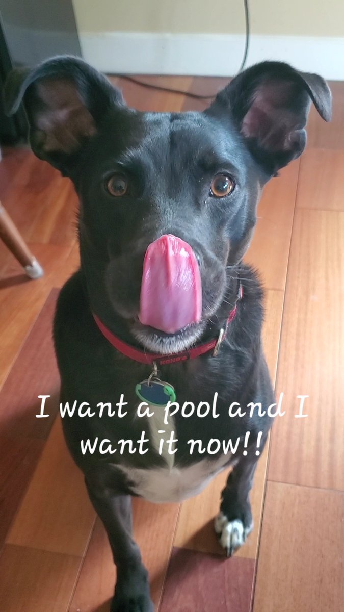 Phildb4R's tweet photo. #dogparkdash2022   Kisses to everyone that is helping Greenway Farms Dog Park Chattanooga https://t.co/Ug17KTWRBb