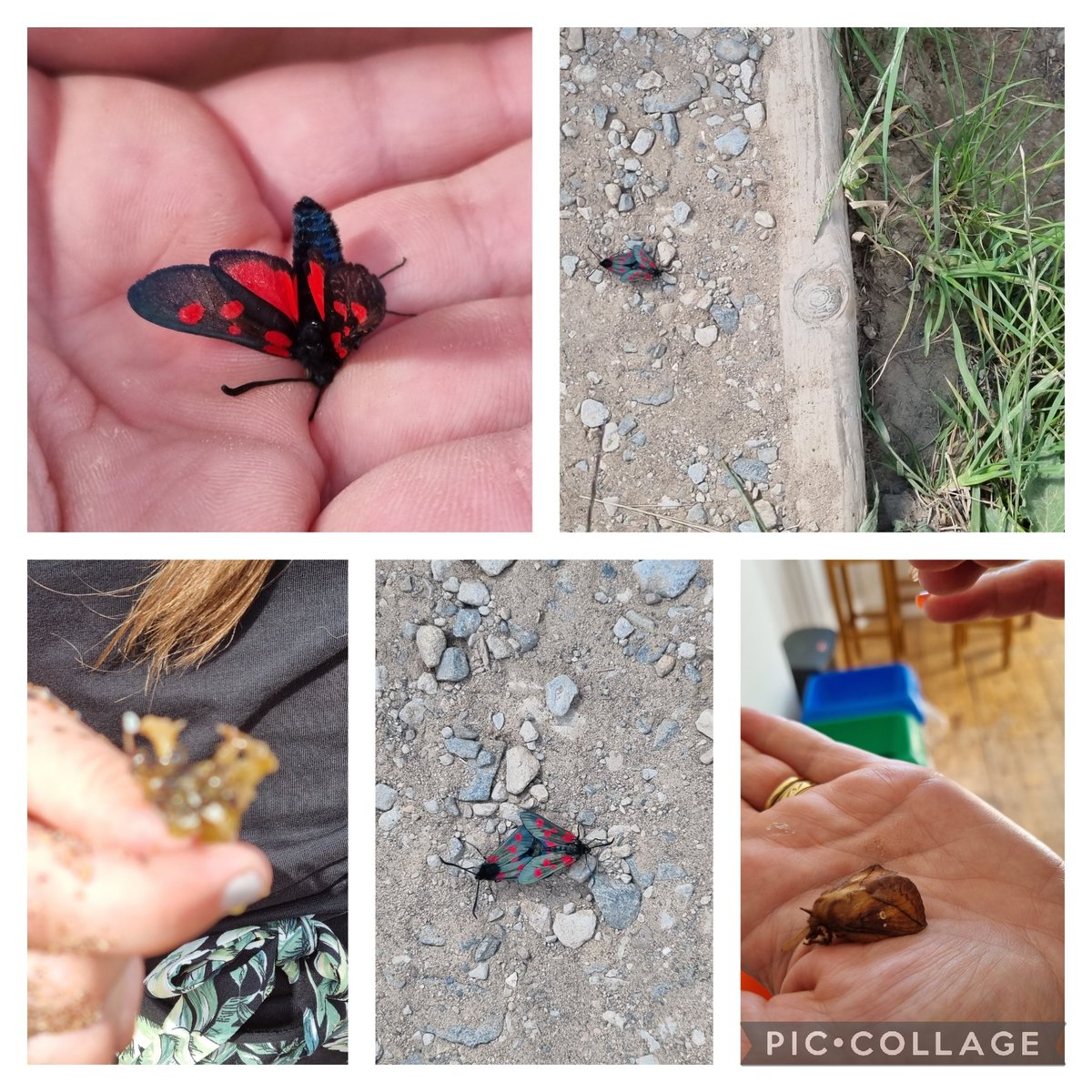 Day 22 #30DaysWild @SHINEmulti @Nottswildlife Y5 have spotted a few insects on their coastal walk @YHAWhitby #residential