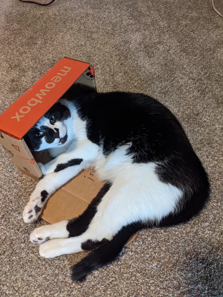 3dhomejoe's tweet photo. @meowbox The box is way too small for Pickles! https://t.co/bbmjF0fMqJ