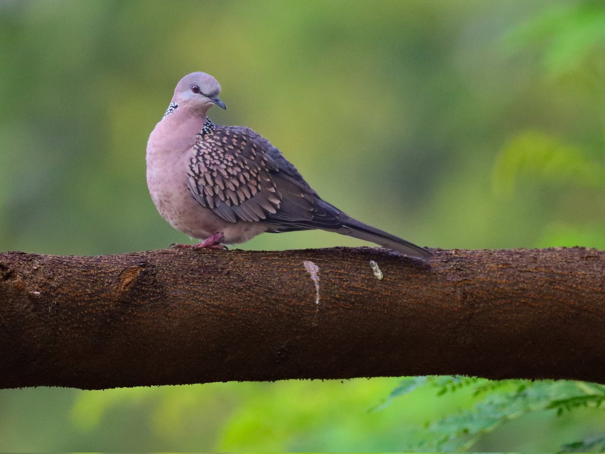 I spotted a #spotteddove #birdphotography #birdwatching #birding #IndiAves #BirdsSeenIn2022 #PhotoOfTheDay #PicOfTheDay