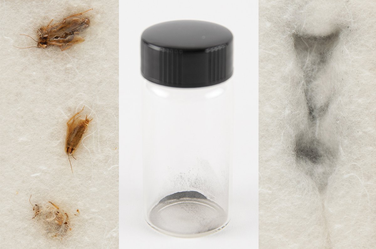 collectSPACE's tweet photo. NASA halts sale, wants back Apollo 11 moon dust fed to cockroaches: https://t.co/ExVTGeONfr #moonbugs https://t.co/ADT9k3zuq9