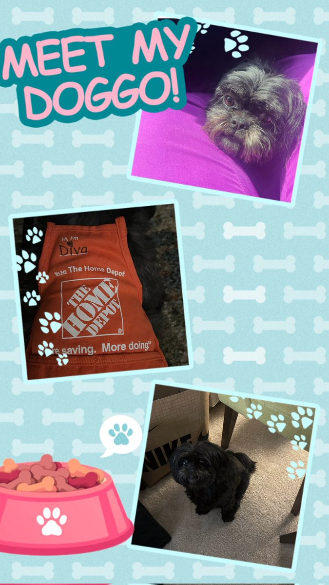 MS. Diva Orange Blooded 100%