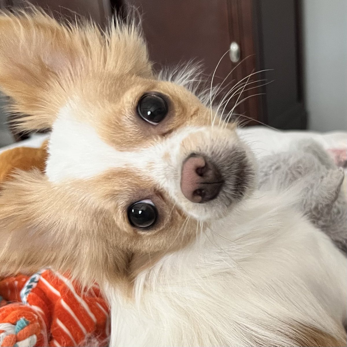 IamCharityZ's tweet photo. My lil’ bestie. My lil’ beastie. #RileyBear 
#PomChi? #ChiPom?                   #Chihuahua + #Pomeranian https://t.co/LLr0BkiZGx