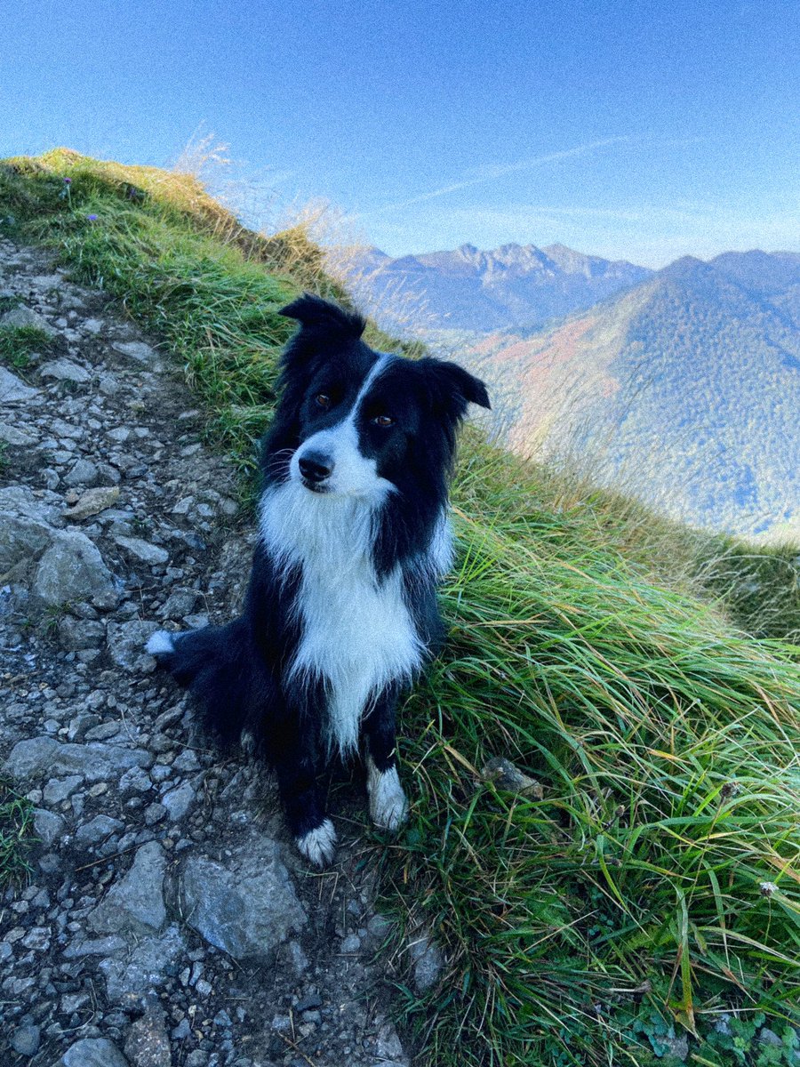 mgxmct's tweet photo. CHIENS OF COURSE https://t.co/HnV1n660QN