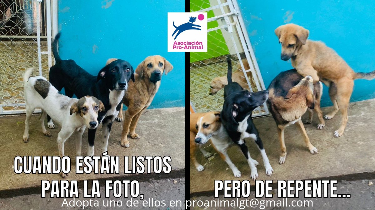 Proanimal_gt's tweet image. #SoyProAnimalaGt

¿Les ha pasado?
Al final ni sale la foto como querias y no sales en la foto🤣

📸1: izquierda a derecha
Dosty,  Panterita y Blaze
📸2: izquierda a derecha
Canelita, Panterita, Blaze y Señora Graici

Adopta uno o a todos😅 en proanimalgt@gmail.com 

#HumorPerruno