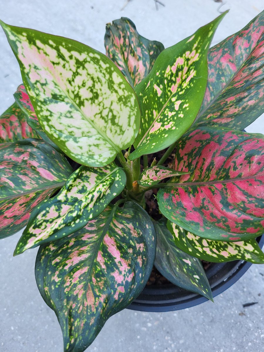 url0calbabe's tweet photo. One of my absolute favorites π
#chineseevergreen #planttwitter #planthoe https://t.co/ZcgKIXsQHl
