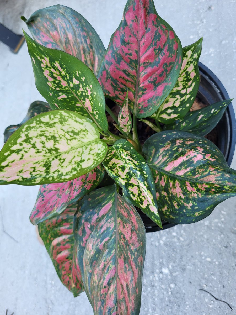 One of my absolute favorites 😍
#chineseevergreen #planttwitter #planthoe