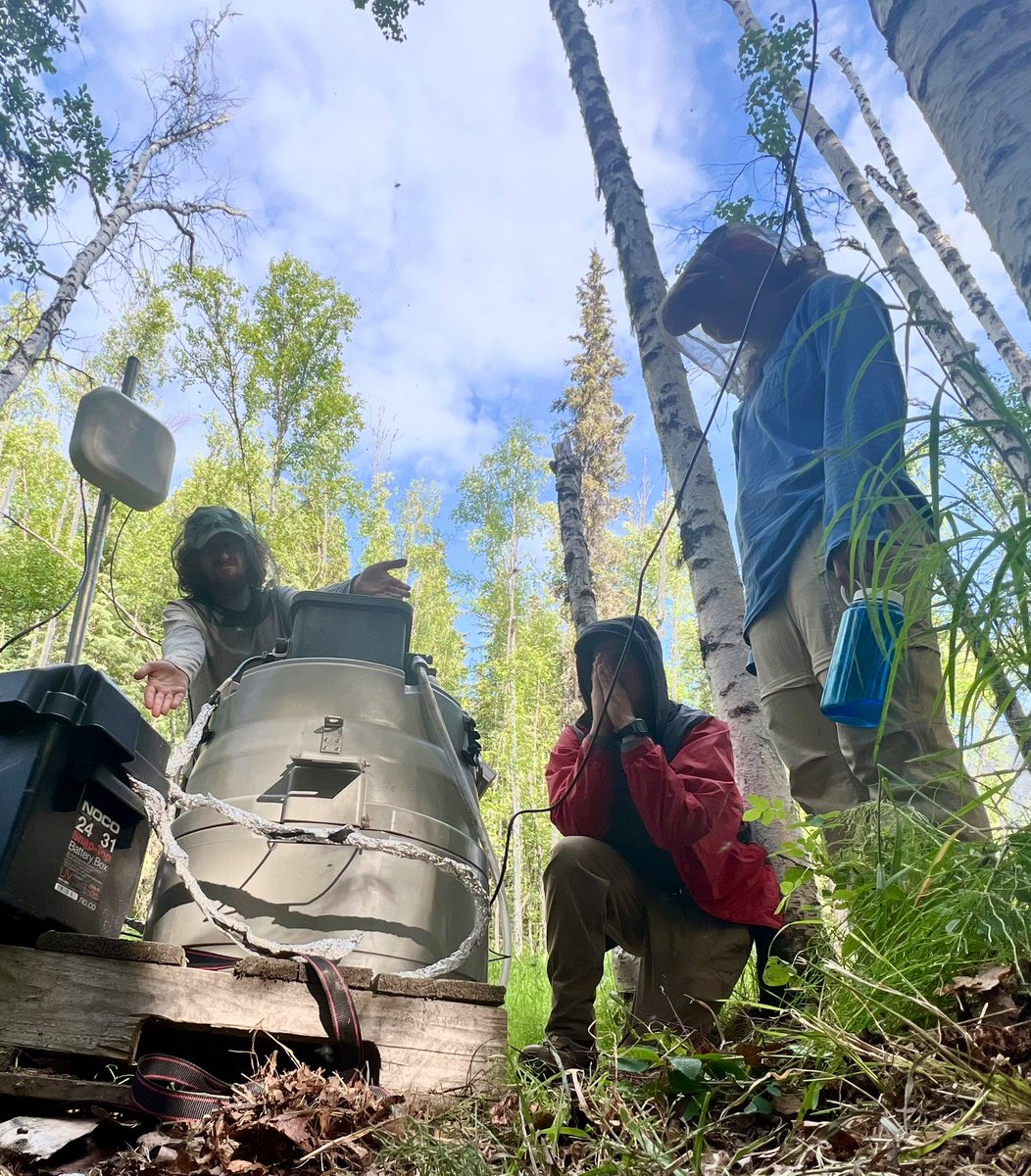 BioGeoJacob's tweet photo. Troubleshooting field equipment malfunctions until 8pm isn’t our favorite thing to do- but it is beautiful out! Can’t get enough of interior Alaska… minus the mosquitos!🦟 #alaska #biogeochemistry https://t.co/wJWh6uTzLY