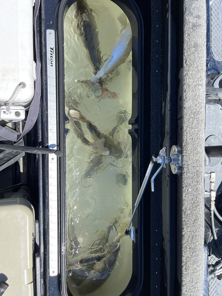 JNelly43's tweet photo. I thoroughly enjoy my job…but I really enjoy playing hooky on a sunny summer day…especially when we can find a few of these!  #LimitsOnly #PSBFishingTeam https://t.co/Ji0kiebfvY
