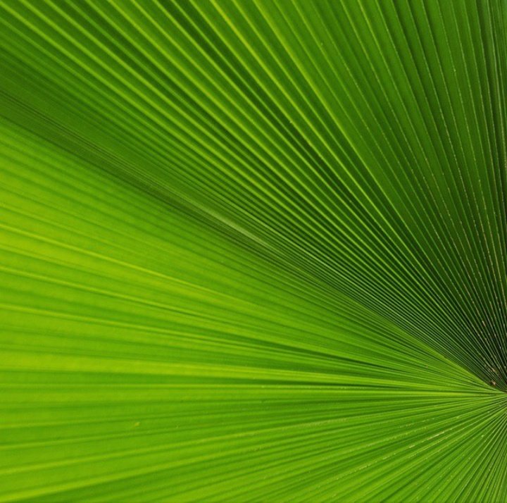 tawan_memories's tweet photo. 🗓️ 7 years ago
Leaf green
Taken by #galaxys6 #s6th https://t.co/QT7y9GVode